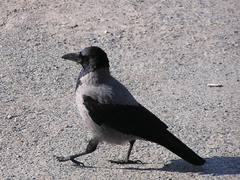 Corvus cornix cornix