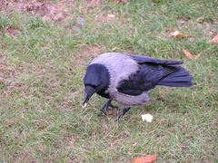 Corvus cornix cornix