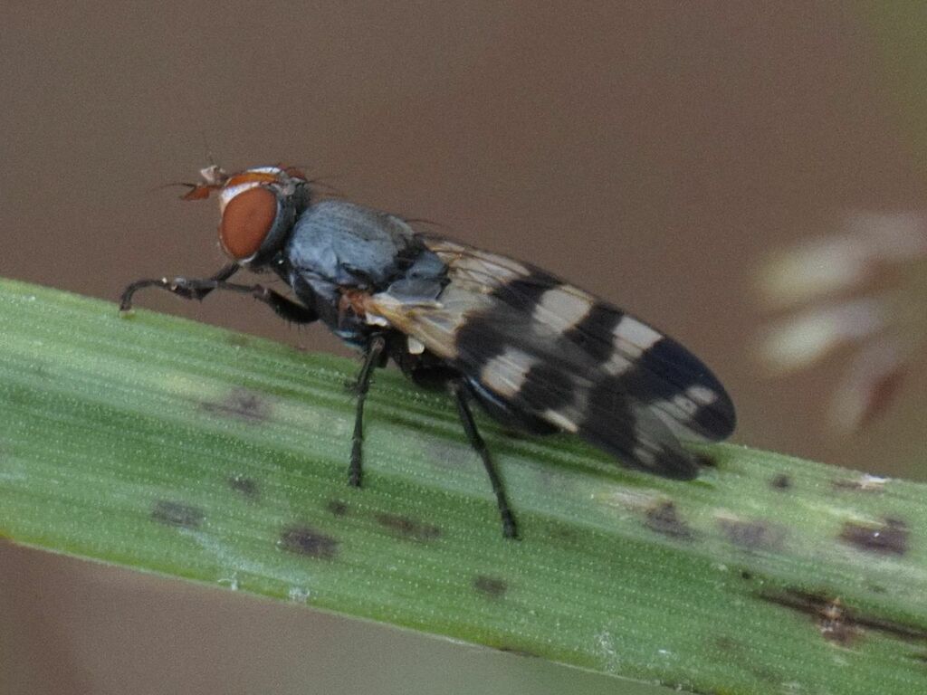 Band-winged Wingwaver
