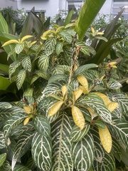 Sanchezia tigrina image