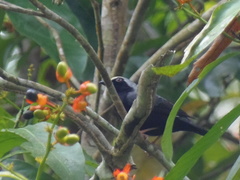Nigrita luteifrons