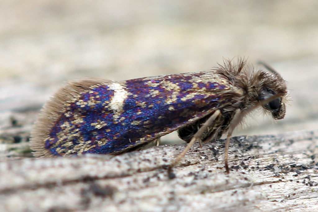 Heringocrania