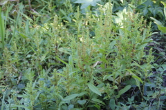 Rumex trisetifer