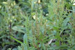 Rumex trisetifer
