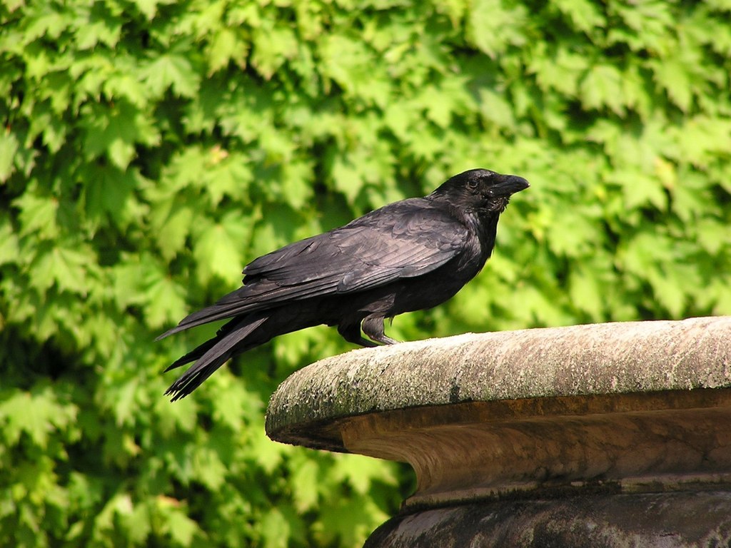 Corneille noire