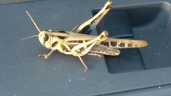 Rhammatocerus viatorius