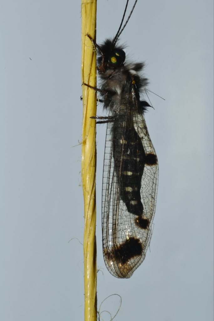 Cordulecerus praecellens