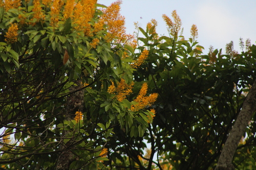 Vochysia guatemalensis (Vochysia guatemalensis)