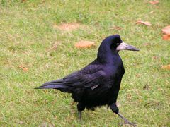 Corvus frugilegus