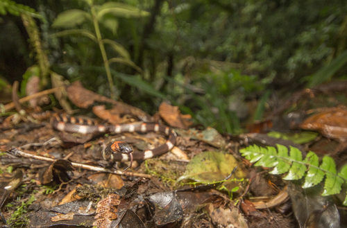 Siphlophis ayauma