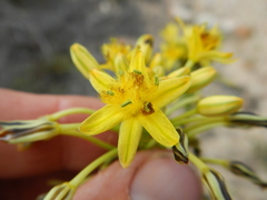 Bulbine lagopus