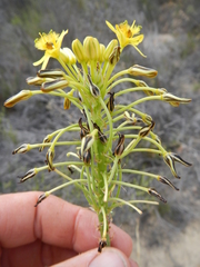 Bulbine lagopus