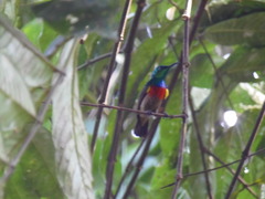 Cinnyris chloropygius