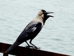 Corvus splendens