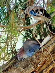 Garrulus glandarius atricapillus