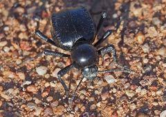 Moluris gibba