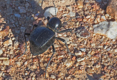 Moluris gibba