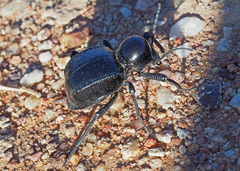 Moluris gibba