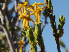 Lasiosiphon deserticola