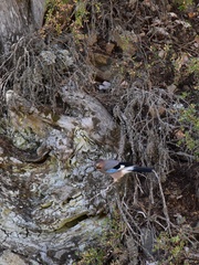 Garrulus glandarius glaszneri