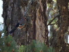Garrulus glandarius glaszneri