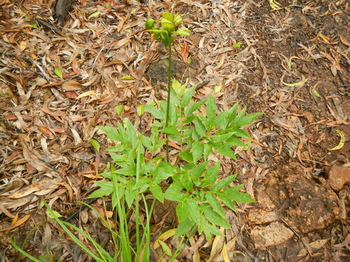 Polynesian Arrowroot