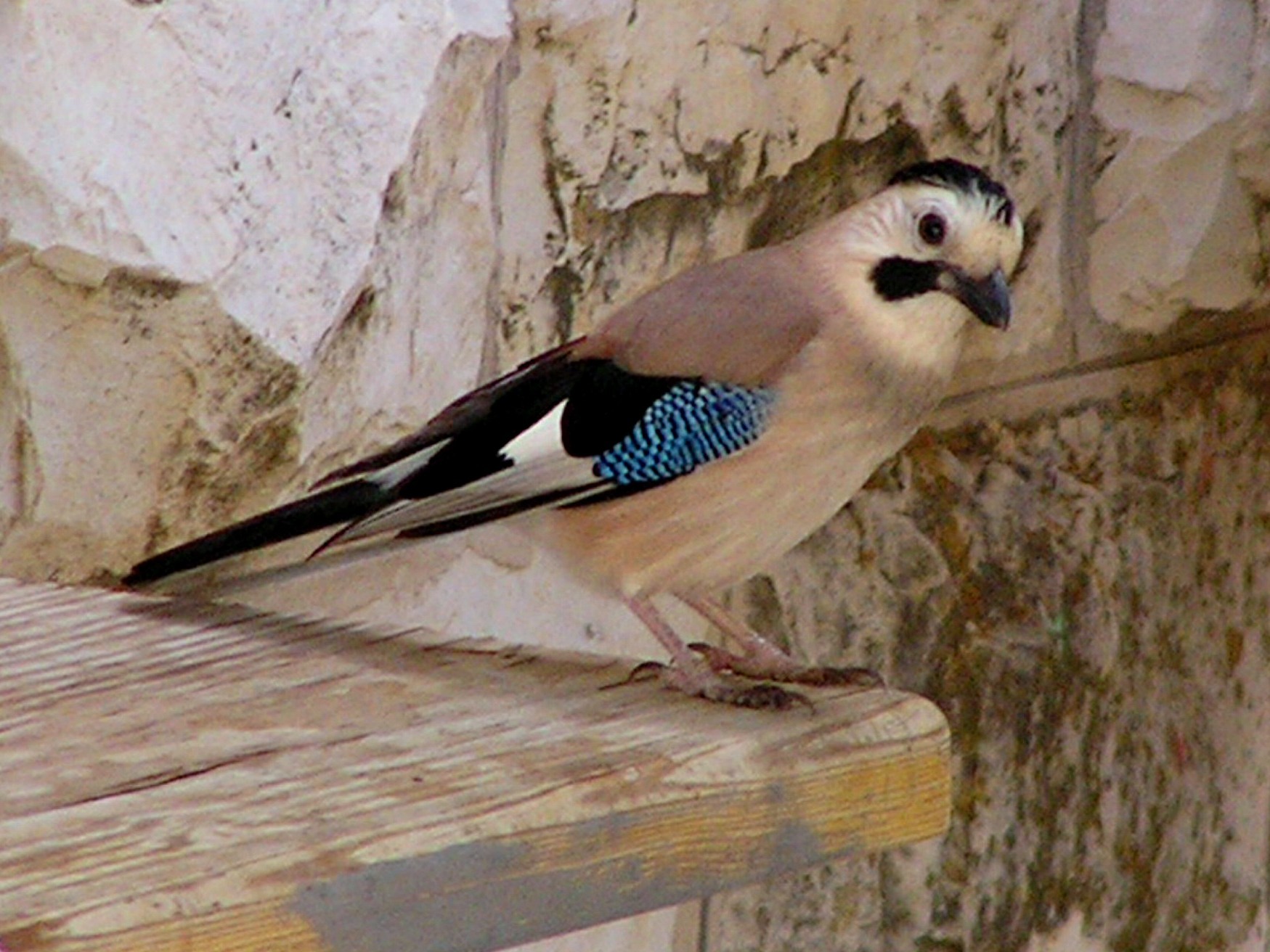 Eurasian Jay (Garrulus glandarius)