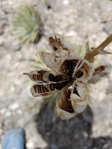 天門冬科  龍舌蘭亞科  絲蘭屬   哈里曼絲蘭 Yucca