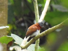 Platysteira castanea