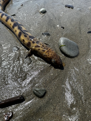 Pacific snake eel (Ophichthus triserialis) — Ophichthidae — 5