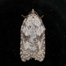 Acleris caliginosana - Photo (c) Jim Johnson, some rights reserved (CC BY-NC-ND), uploaded by Jim Johnson