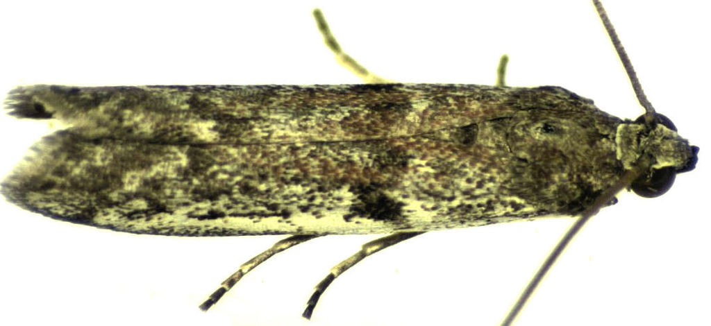 Patagoniodes