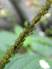 Impatientinum asiaticum