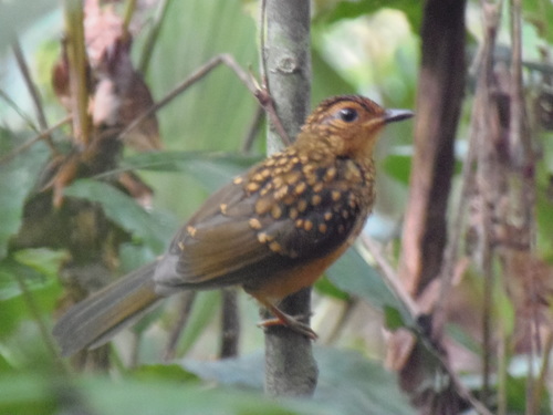Fire-crested Alethe