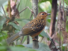 Fire-Crested Alethe photo 2