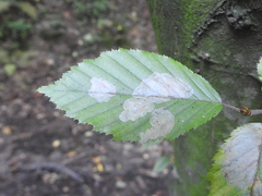 Phyllonorycter esperella