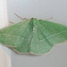 Single-lined Emerald - Photo (c) Paul Bedell, some rights reserved (CC BY-SA), uploaded by Paul Bedell