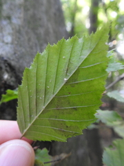 Phyllonorycter esperella