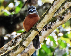 Hapaloptila castanea