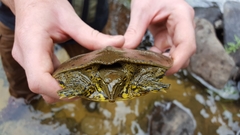 Apalone spinifera aspera