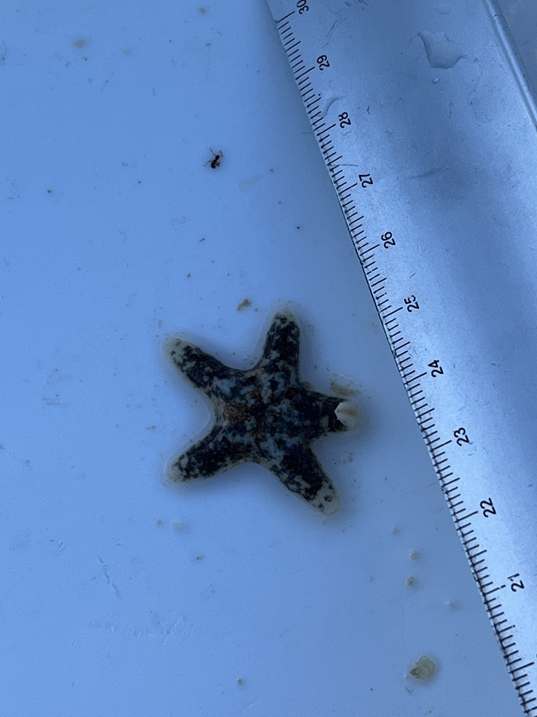 Tegulaster leptalacantha
