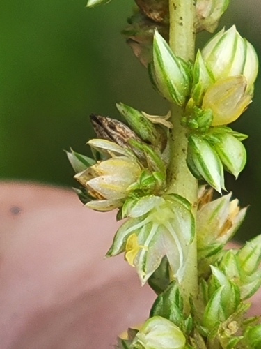 Southern Amaranth