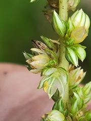 Southern Amaranth