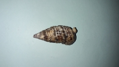 Cerithium atratum
