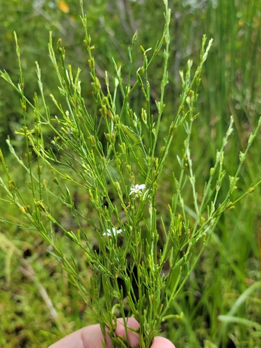 Image of Lythrum lineare by (c) Jay Horn, some rights reserved (CC BY)