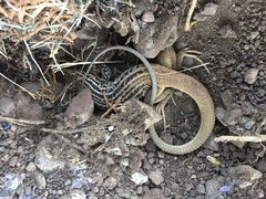 Aspidoscelis scalaris