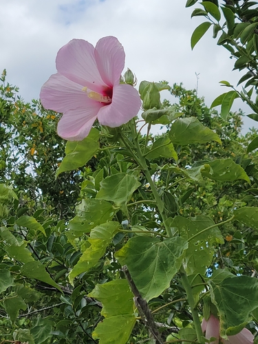 Image of Hibiscus grandiflorus by (c) Jay Horn, some rights reserved (CC BY)