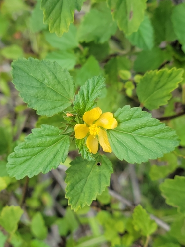 Image of Malvastrum corchorifolium by (c) Jay Horn, some rights reserved (CC BY)