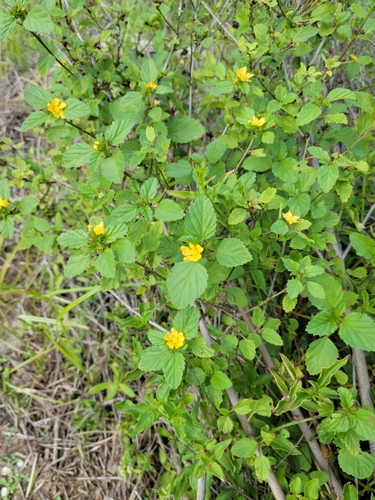 Image of Malvastrum corchorifolium by (c) Jay Horn, some rights reserved (CC BY)
