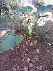 Xanthosoma violaceum